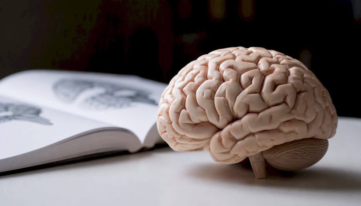 Detailaufnahme eines Gehirnmodells zur Veranschaulichung der neurobiologischen Grundlagen von Gewohnheiten